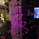 The Holiday Aisle® Beads 20 Light LED Battery String Light & Reviews ...